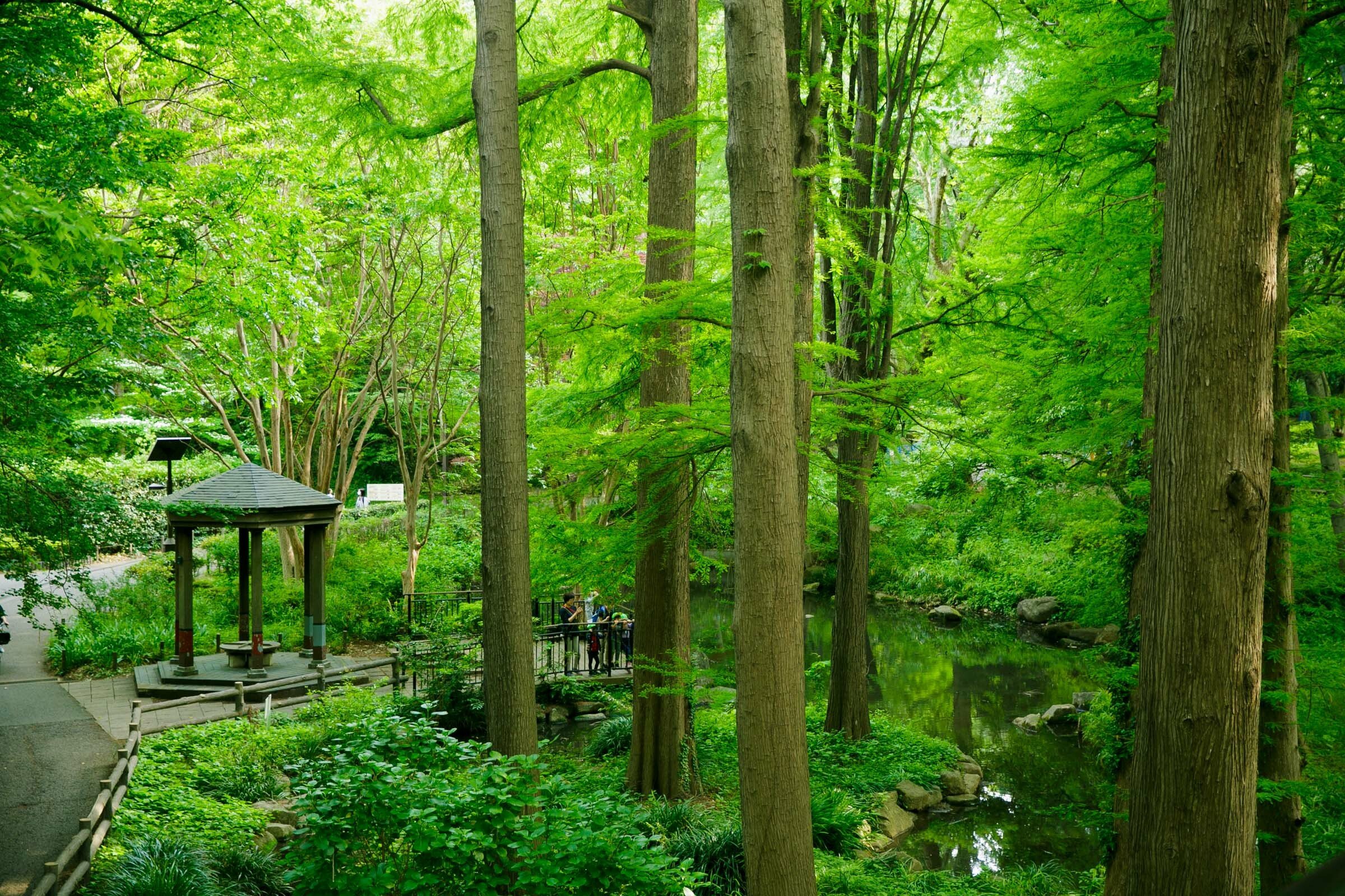 🌳 임시의 숲 공원(린시노모리코엔) 이미지 7
